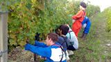 Vendemmia