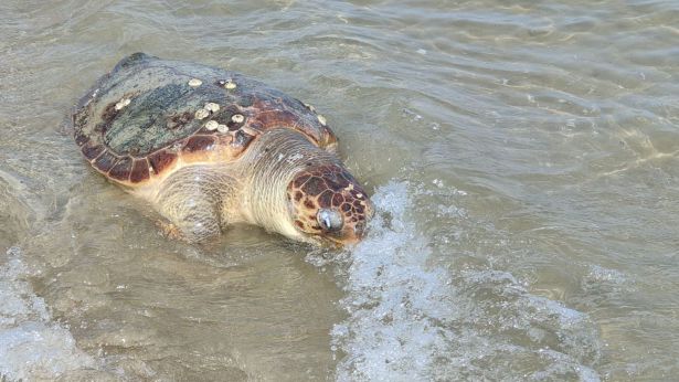 La tartaruga rinvenuta morta