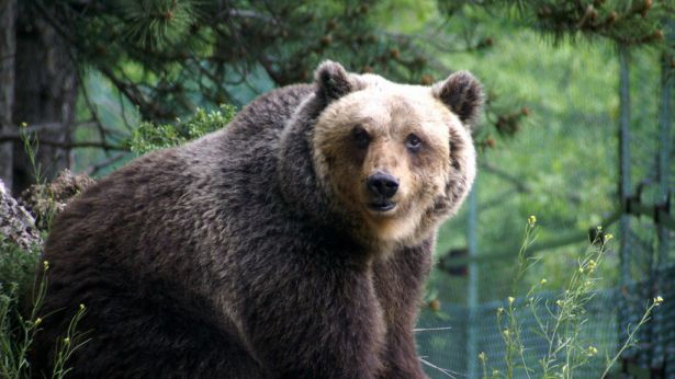 Orso Marsicano