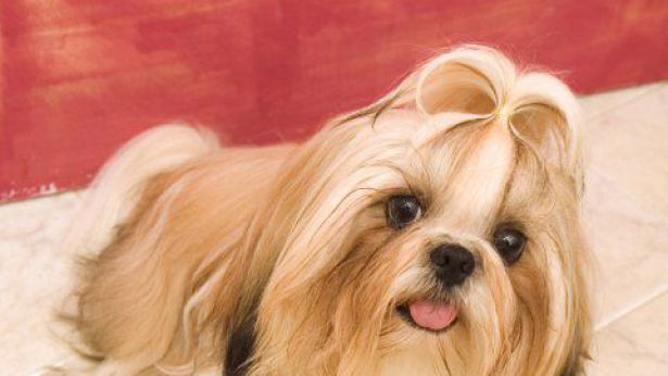Cane di Razza