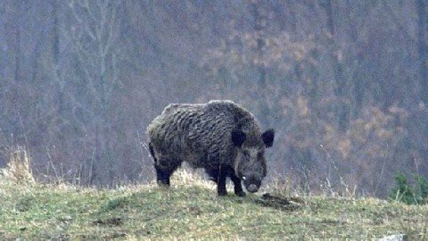 Cinghiale