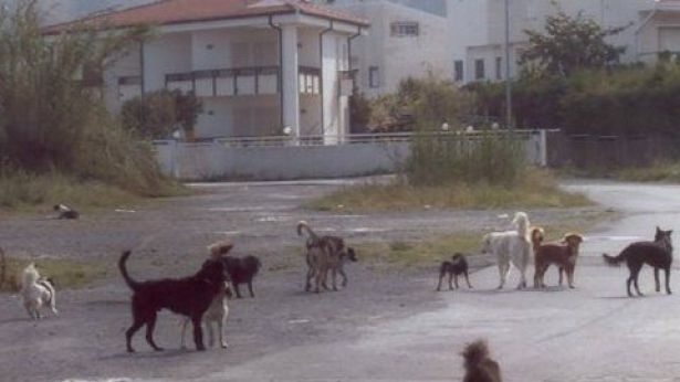 Cani