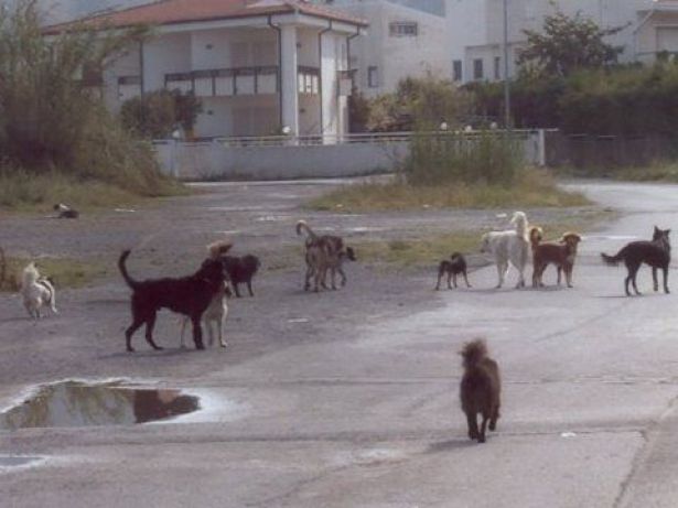 Cani