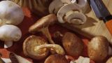 Nella foto, funghi