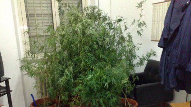 Nella foto, piantine di Marijuana