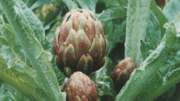 carciofi