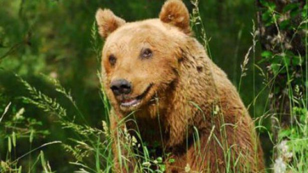 Nella foto: un orso