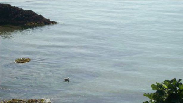 Nella foto: un tratto della spiaggia in località Casarsa di Vasto