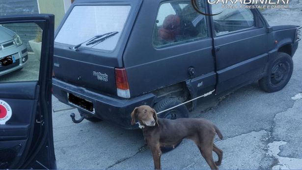 Tornareccio: la cagnolina legata all'auto