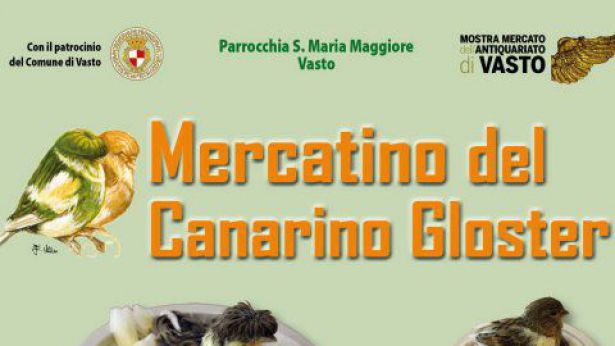 Mercatino del Canarino Gloster