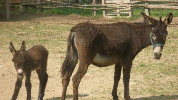 Mamma Asino con il suo piccolo