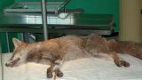 Volpe investita da auto pirata salvata a Vasto dai Servizi Veterinari