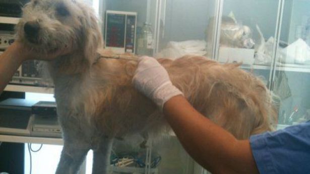 cane incaprettato a Monteodorisio