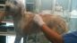 cane incaprettato a Monteodorisio