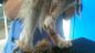 cane incaprettato a Monteodorisio