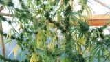 Piantagione di Cannabis