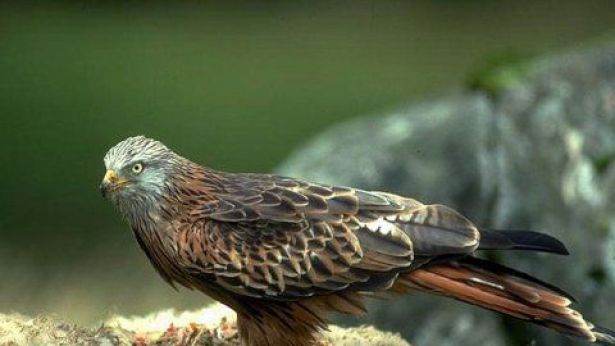 Nibbio reale Milvus milvus