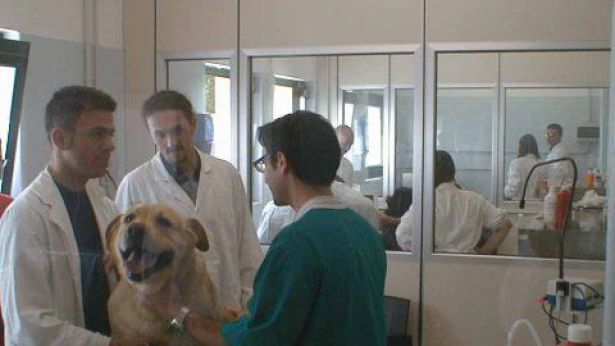 Ambulatorio Veterinario Ospedale