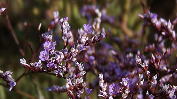 Limonium narbonense