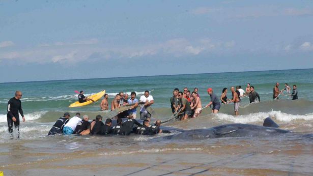 Spiaggiamento cetacei sulla spiaggia di Punta Penna