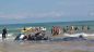 Spiaggiamento cetacei sulla spiaggia di Punta Penna