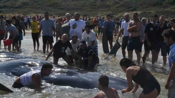 Capodogli spiaggiati a Punta Penna