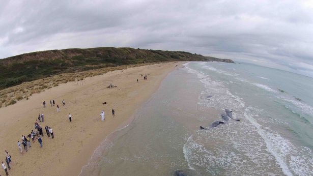 Capodogli spiaggiati a Punta Penna - Foto R.G. Droni