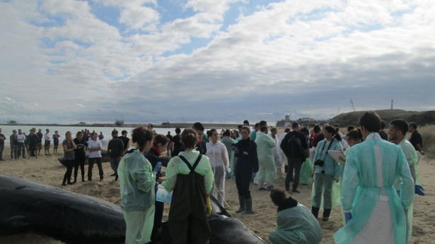 Capodogli spiaggiati a Punta Penna
