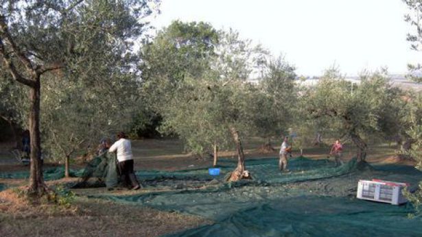 Olivo: la raccolta