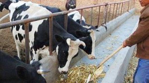 La protesta degli allevatori