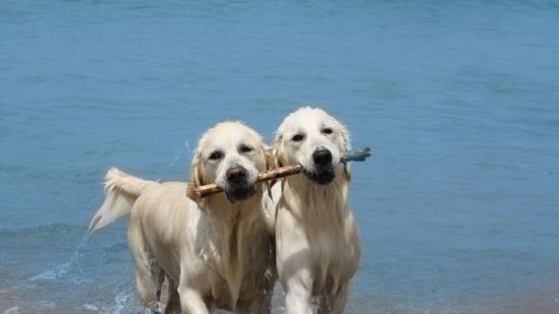 Cani in spiaggia