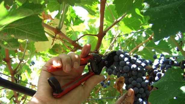Vendemmia