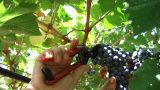 Vendemmia