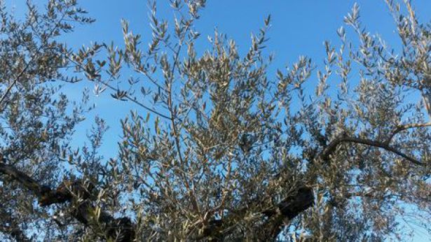 Oliveto