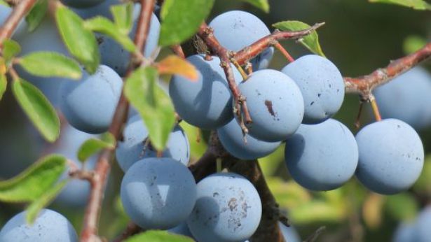 Una pianta di Prunus spinosa con i frutti (foto Franco Rossi)