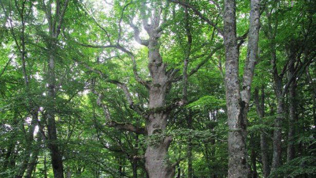 Bosco d'Abruzzo