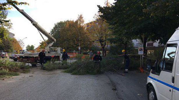 Albero abbattuto