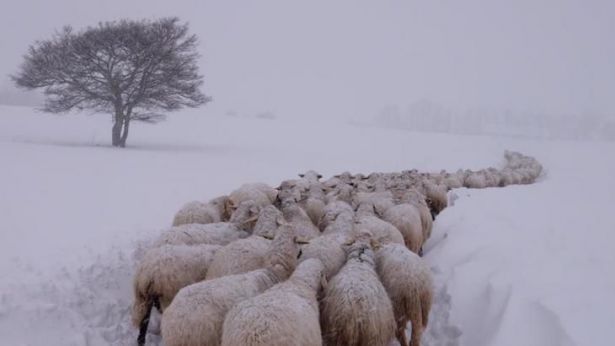 Pecore nella neve