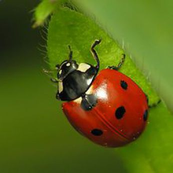 La tradizionale coccinella