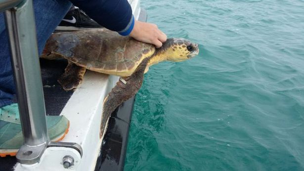 Tartaruga rimessa in mare