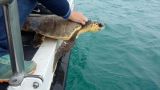 Tartaruga rimessa in mare