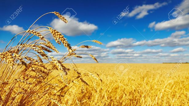 Campo di grano
