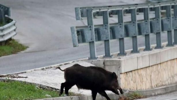 Un cinghiale nei pressi di una strada