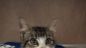 Il gattino