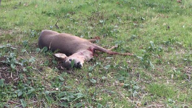 Il cucciolo di cervo ucciso