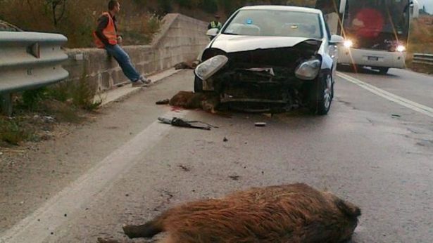 Cinghiali provocano incidente
