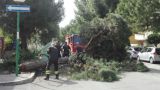 Pescara: pino crollato in una strada