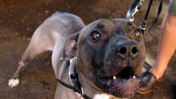 Pitbull (foto d'archivio)