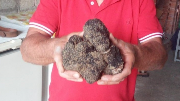 Il tartufo