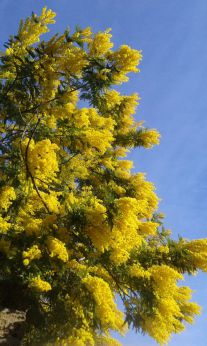 La mimosa